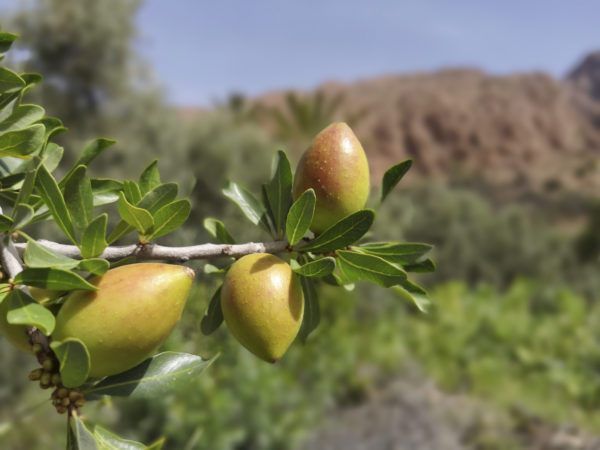 Bio Argan Öl – 50ml - Image 4