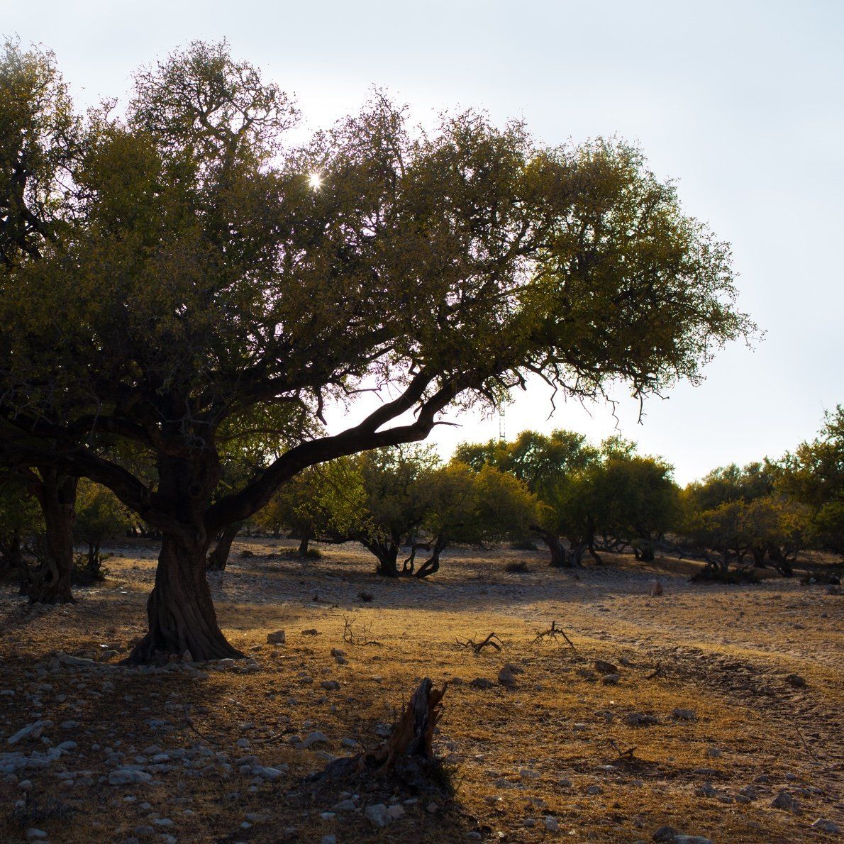 Read more about the article Der Arganbaum: Ein Wunder der Natur aus Marokko